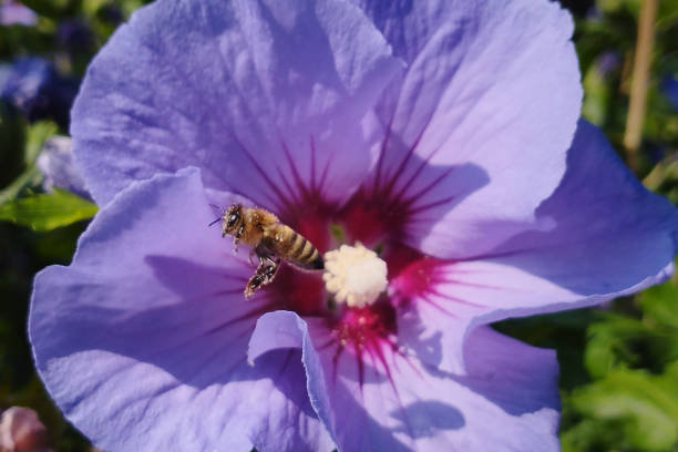 Close-up of a honeybee flying in front of a purple hibiscus flower
