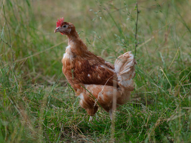 istock Chicken closeup. Hen close up. 2166026546