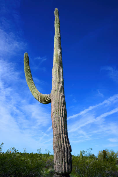 The Sonora desert in central Arizona USA with an old saguaro and cholla cactus