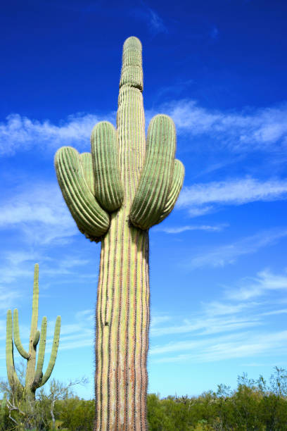 The Sonora desert in central Arizona USA with an old saguaro and cholla cactus