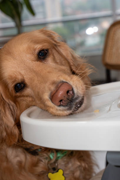 istock Golden Retriever’s Adorable Plea for a Snack 2166027685
