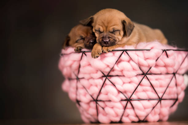 Sleeping dogs in a metal basket