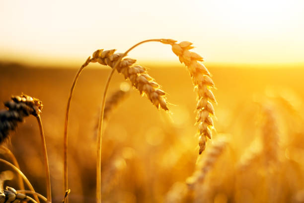 istock Ripe wheat spikelets on golden field 2166029357