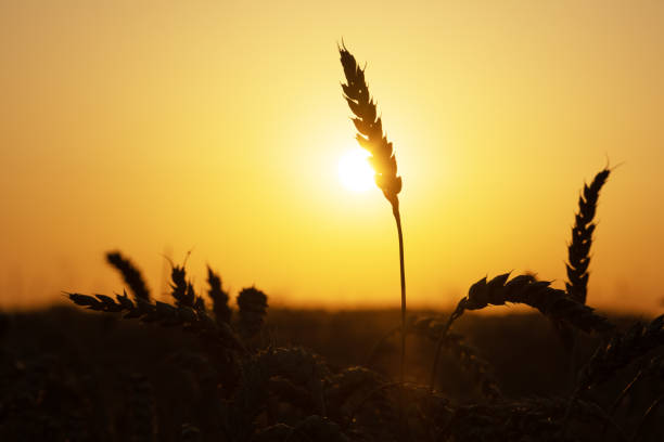 istock Ripe wheat spikelets on golden field 2166029395