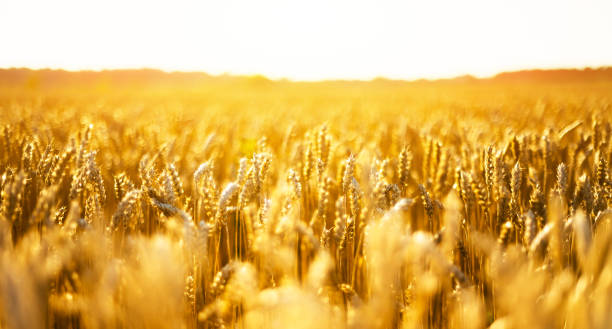 istock Ripe wheat spikelets on golden field 2166029497