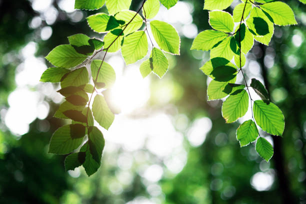 istock Closeup nature view of green beech leaf on spring twigs 2166029852