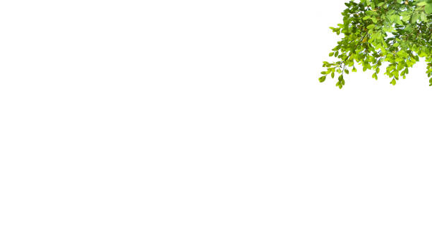 A cut-out of tree top leaves on a white background with clipping paths. The detailed structure and lush foliage are highlighted, emphasizing the tree's natural beauty and form.
