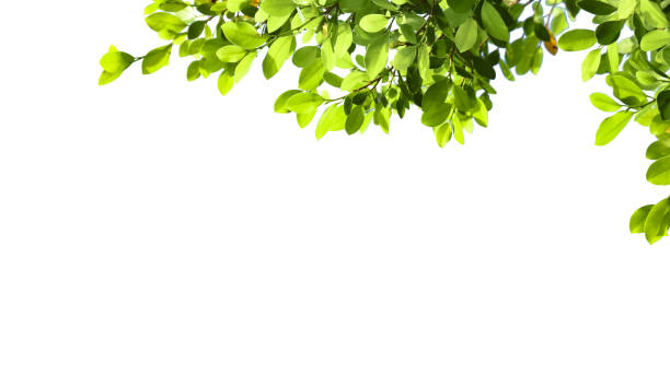 istock A cut-out of tree top leaves on a white background with clipping paths. 2166030760