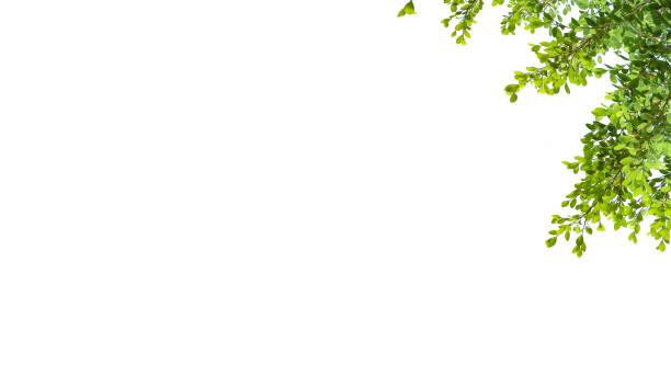 istock A cut-out of tree top leaves on a white background with clipping paths. 2166030964