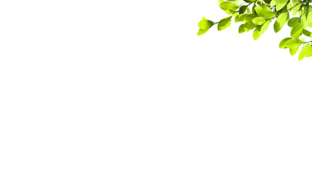 istock A cut-out of tree top leaves on a white background with clipping paths. 2166031019