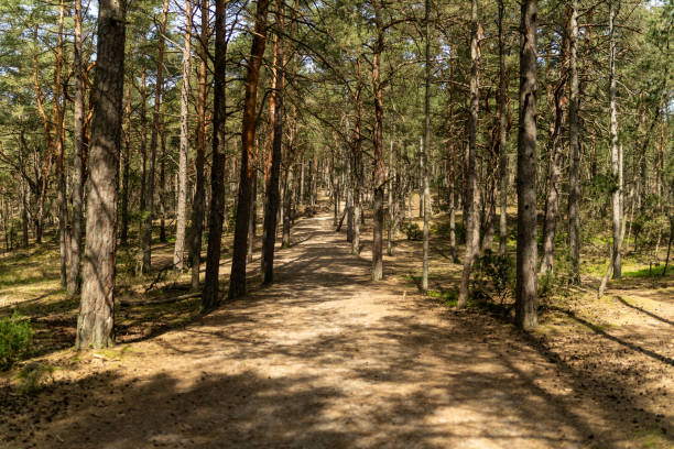 istock Tall trees growing in the forest with a footpath in the center 2166031902