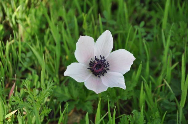istock Anemone flower in garden 2166036323