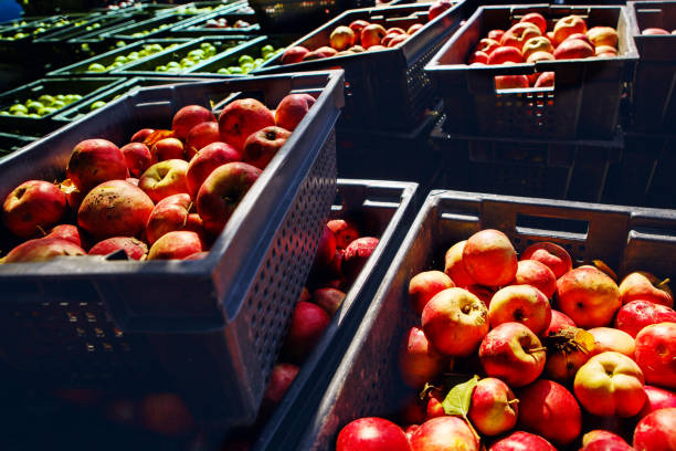 istock Fresh Apples Sorted in Bins for Cider Making at a Local Orchard on a Sunny Day 2166039687