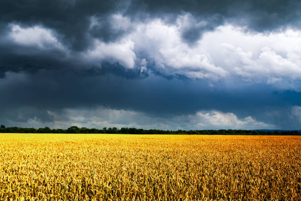 Wide angle view of green crop field landscape at sunset, Staffordshire, England, UK