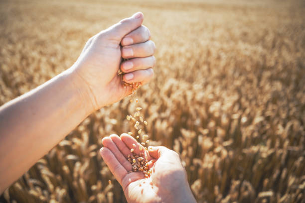 Ripe wheat grains in agronomist hands on golden field glowing by the orange sunset light. Industrial and nature background