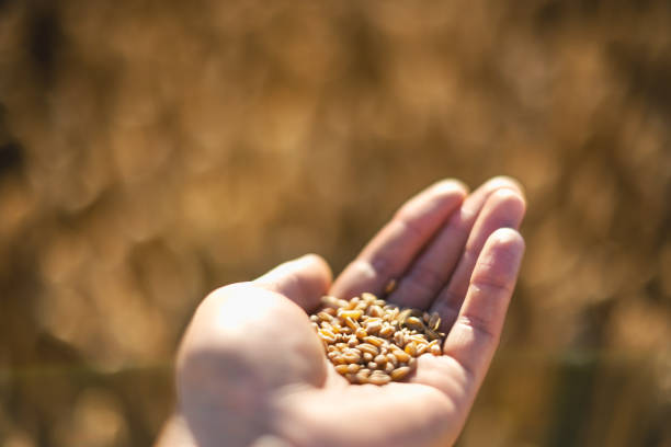 Ripe wheat grains in agronomist hand on golden field glowing by the orange sunset light. Industrial and nature background