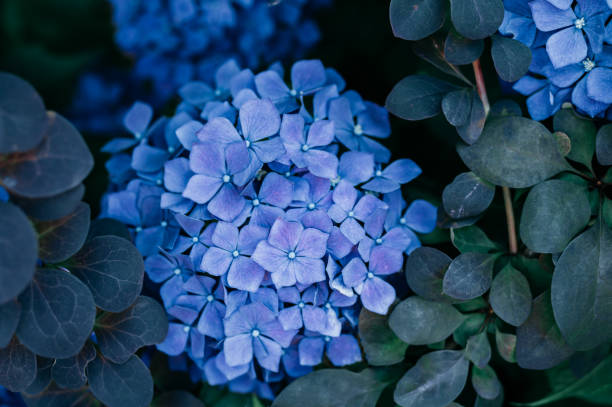 istock Hydrangea Flowers in the Garden 2166042119