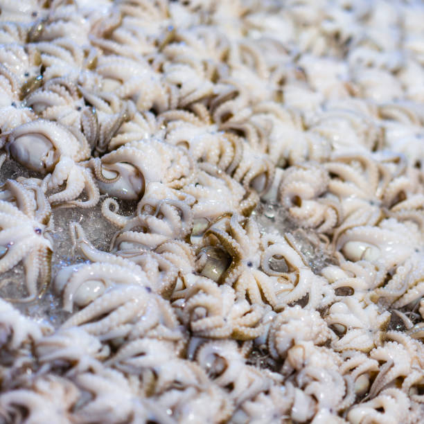 Squid on a tray at a fresh market.