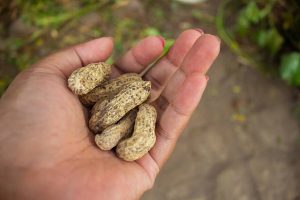 Green peanut field growth in farmland