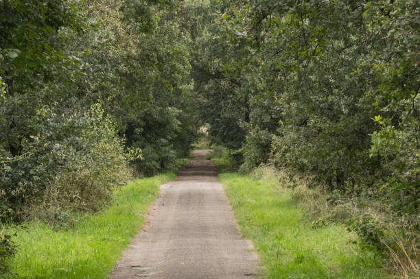 istock Narrow tarmac road through the forest 2166043735