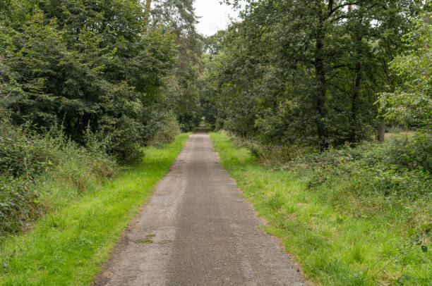 Narrow tarmac road through the forest