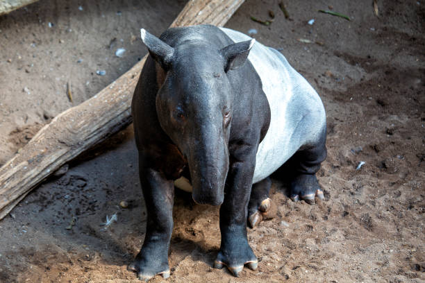 Malayan tapir in Southeast Asian rainforests. Herbivorous, feeding on leaves, fruits, and twigs. Found in Thailand, Malaysia, Sumatra, and Myanmar.