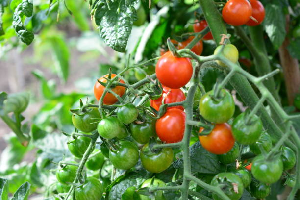 istock a bunch of cherry tomatoes are growing on a vine close up 2166046528
