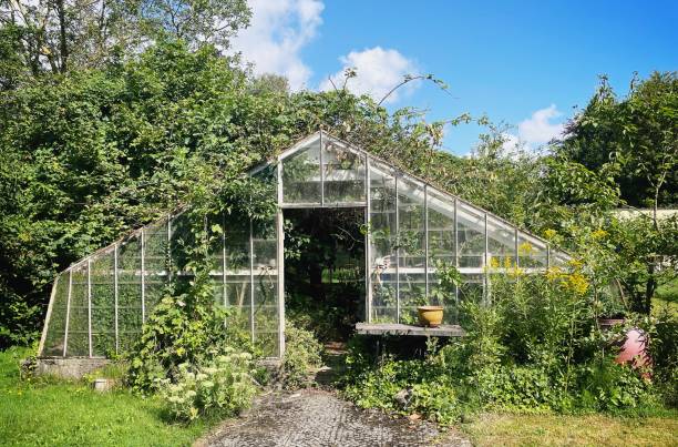istock Glass greenhouse 2166046569