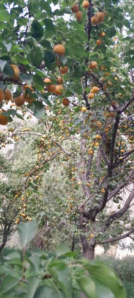 istock View of Ripe apricots on a tree in orchard 2166046666