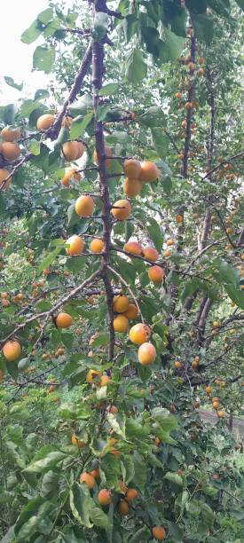istock View of Ripe apricots on a tree in orchard 2166046738