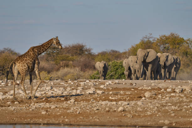 istock Herd of african elephant 2166046818