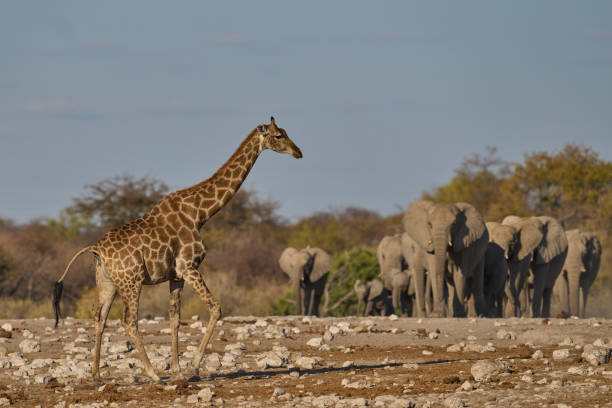istock Herd of african elephant 2166046855