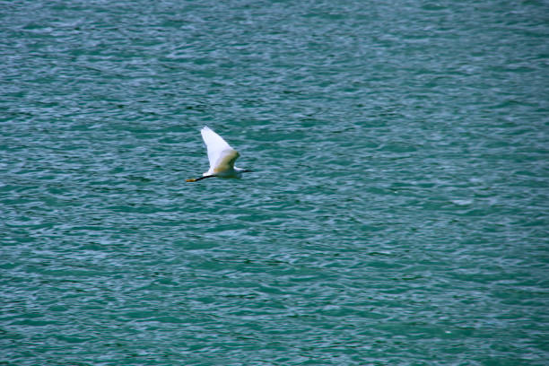 cattle egret in flight over the Mercatale lake
