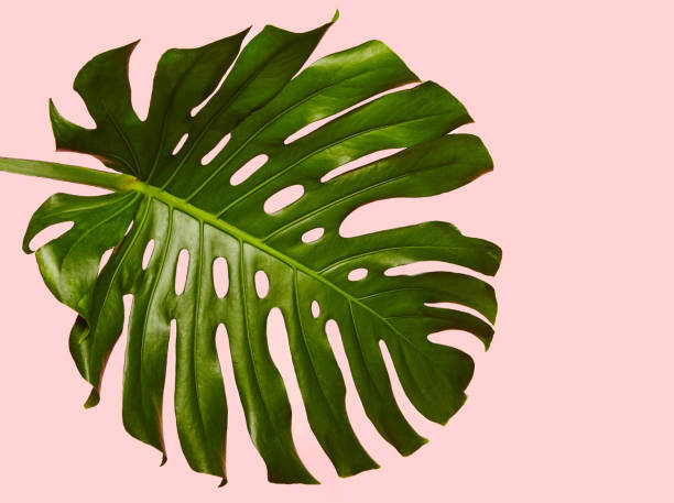 istock Monstera Leaf on Pastel Pink Isolated 2166048016