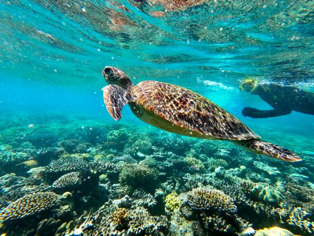 Turtle swimming in Great Barrier Reef