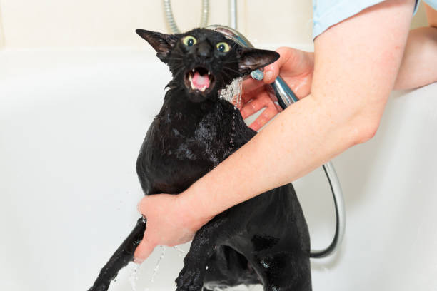 Black funny cat wet in bath, black purebred oriental cat washing