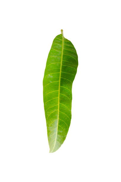 istock Cut out slim  tropical leaf on white background 2166051505
