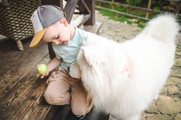 istock little boy playing with samoyed dog 2166051699