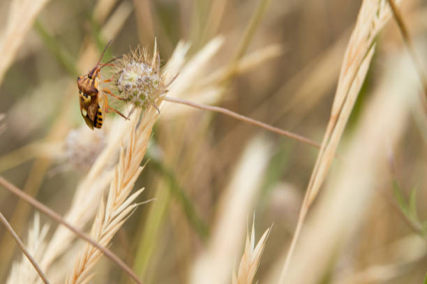 Close up of a colorful shieldbug, Codophila varia on a plant. Rural area.