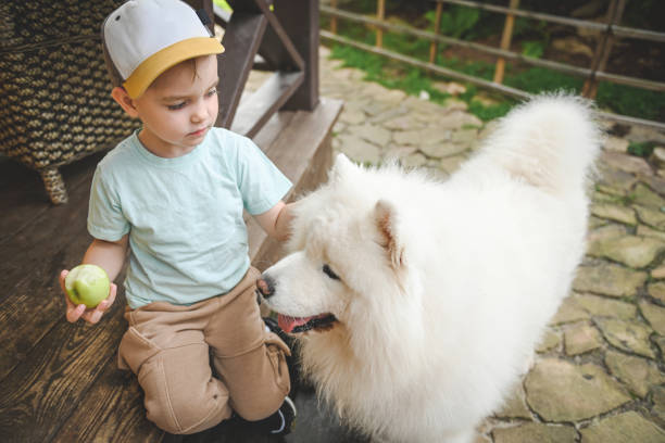 istock little boy playing with samoyed dog 2166052050