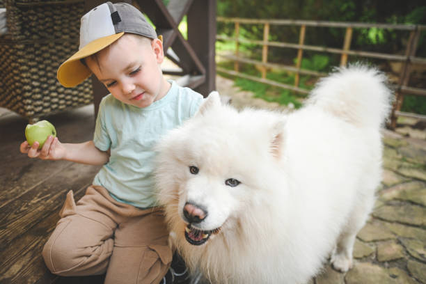 istock little boy playing with samoyed dog 2166052673