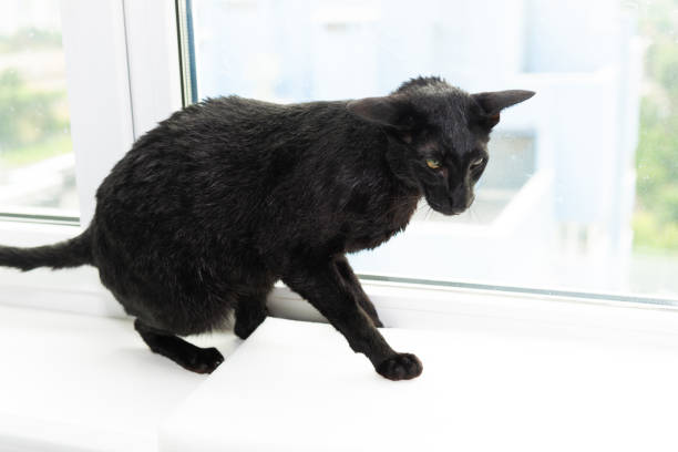 Black wet cat sitting on window sill, black oriental cat on window