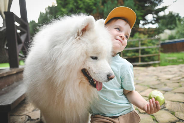 little boy playing with samoyed dog
