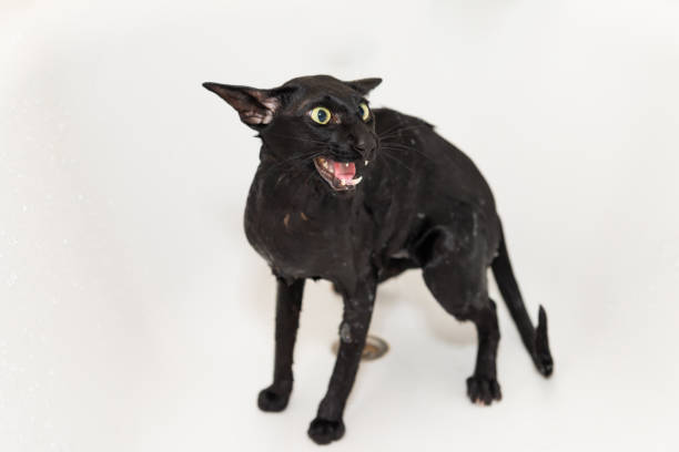 cute young adult black cat curiously looking while sitting