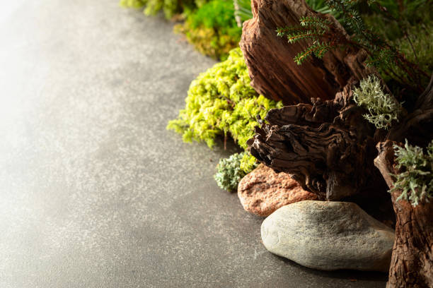 istock Northern natural composition with lichen, moss, branches and driftwood. 2166055519