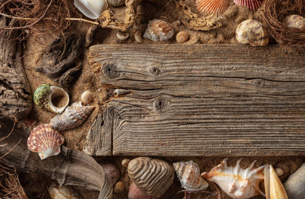 istock Beach themed background with driftwoods, shells, stones, and sand. 2166055525