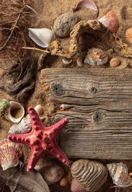 istock Beach themed background with driftwoods, shells, stones, and sand. 2166055526