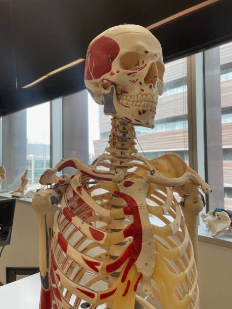 istock Colorful anatomy skeleton 2166056362