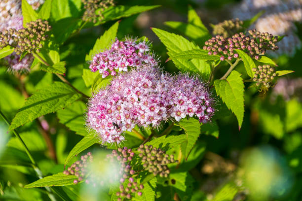 890+ Japanese Spirea Stock Photos and Royalty-Free Pictures - iStock