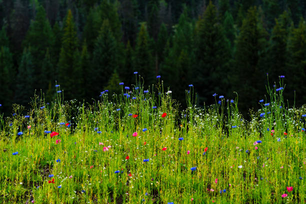 Colorful Wildflowers Against Dark Evergreen Forest - Scenic nature background with colorful flowers and green foliage against dark green forest tree backdrop.